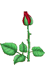 animated-rose Animated Rose