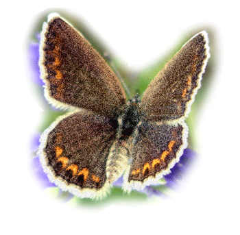 butterfly-desi-glitters-631