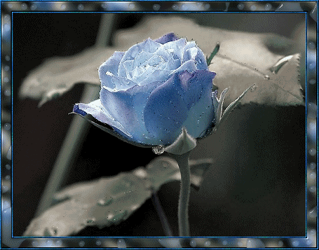 http://www.desiglitters.com/wp-content/uploads/2009/02/flowers-desi-glitters-13.gif