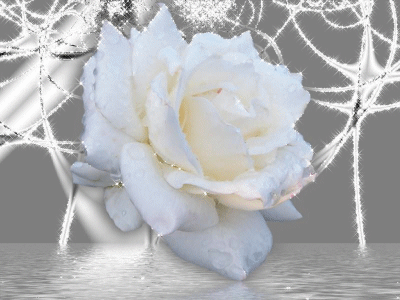 beautiful white rose flowers. flowers/roses/eautiful-