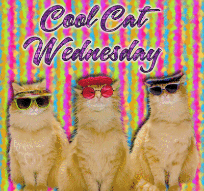 Cool-Cat-Wednesday-Pic.gif