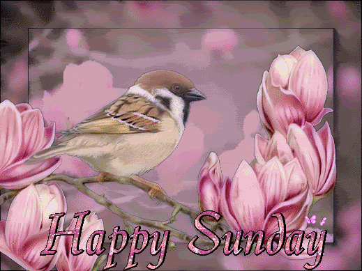 Sunday Bird Image