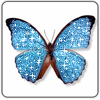 butterfly-desi-glitters-15