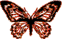 butterfly-desi-glitters-23