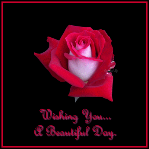 Good Day – Beautiful Pretty Red Rose