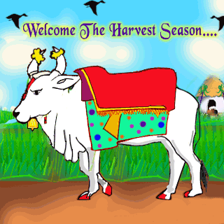 Welcome The Harvest Season Bull Graphic