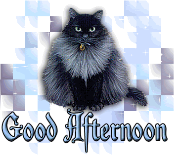 Good Afternoon With Cat