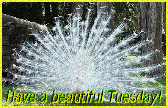 Have A Beautiful Tuesday !
