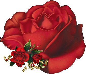 Lovely Rose Photo