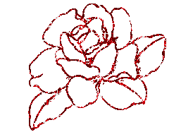 Nice Blooming Rose Image