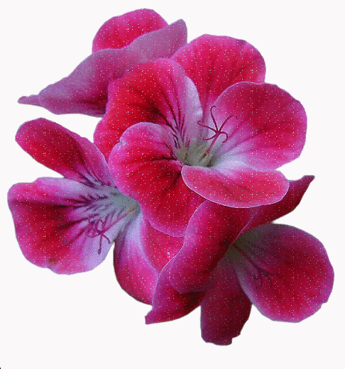 Pink Flowers Glitter