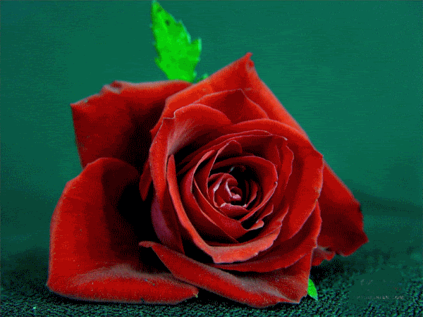 Red Rose Flower – Glitter